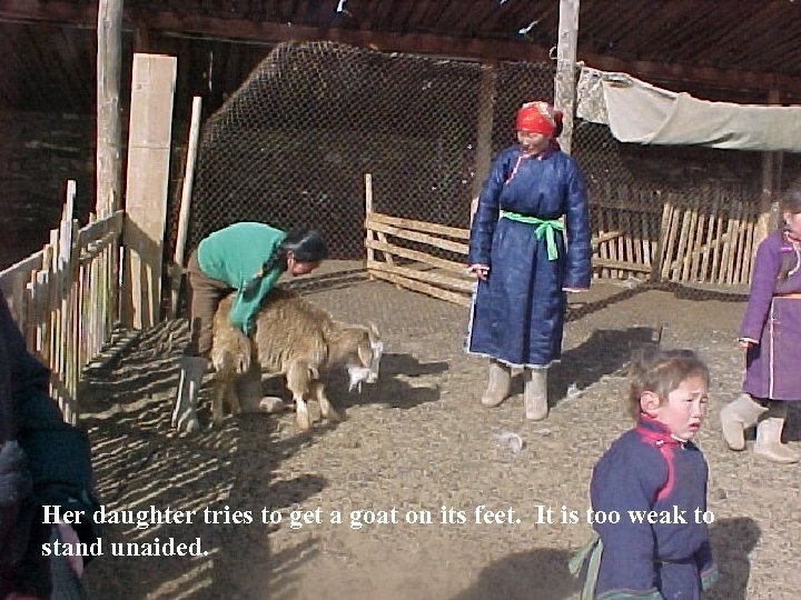 Her daughter tries to get a goat on its feet. It is too weak