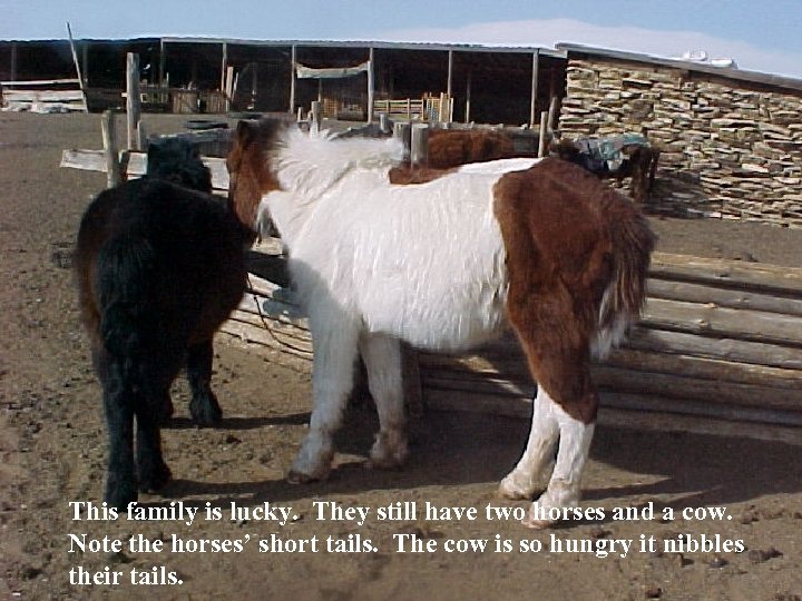 This family is lucky. They still have two horses and a cow. Note the