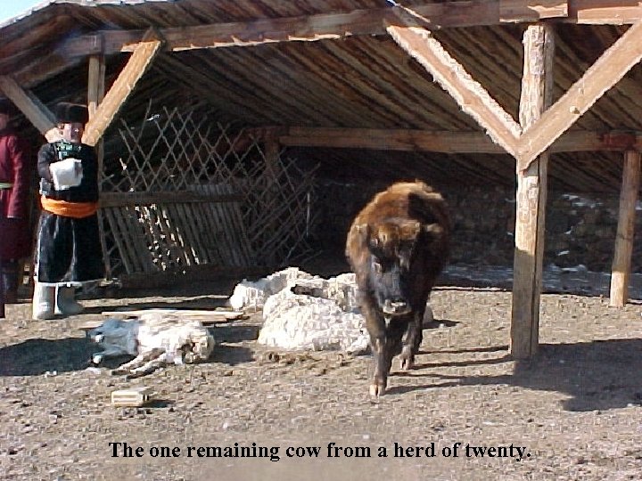 The one remaining cow from a herd of twenty. 