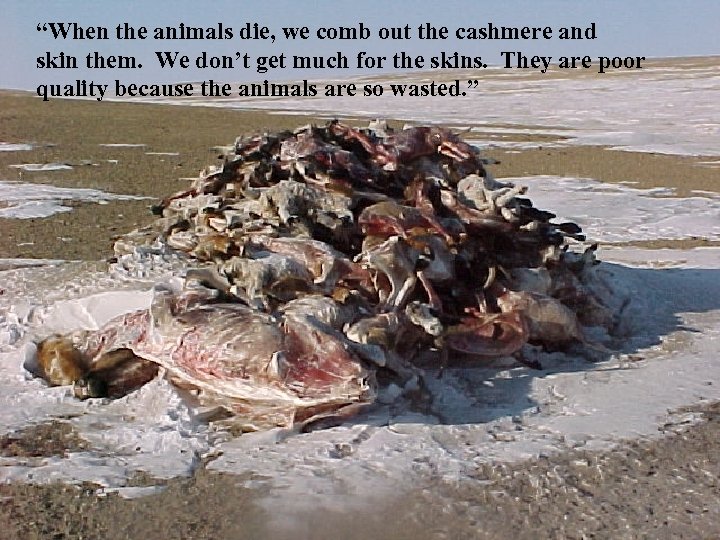 “When the animals die, we comb out the cashmere and skin them. We don’t