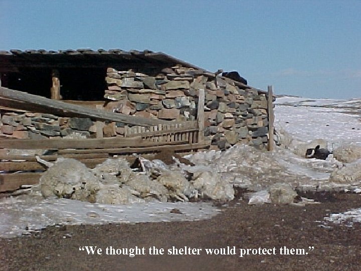 “We thought the shelter would protect them. ” 