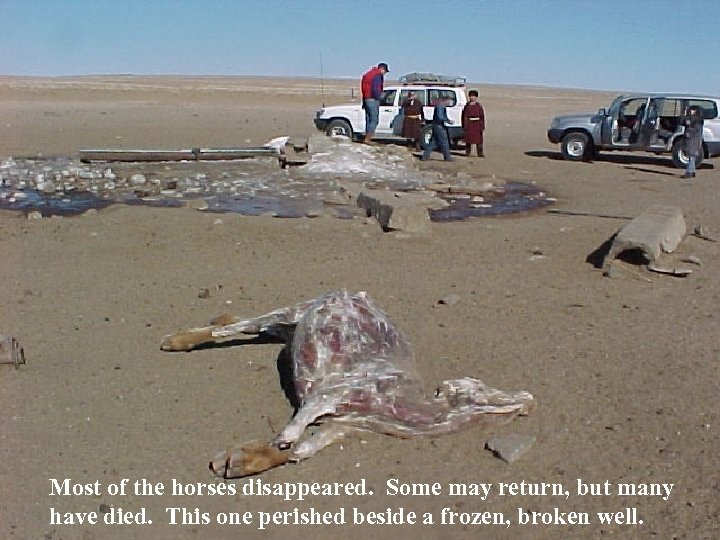 Most of the horses disappeared. Some may return, but many have died. This one