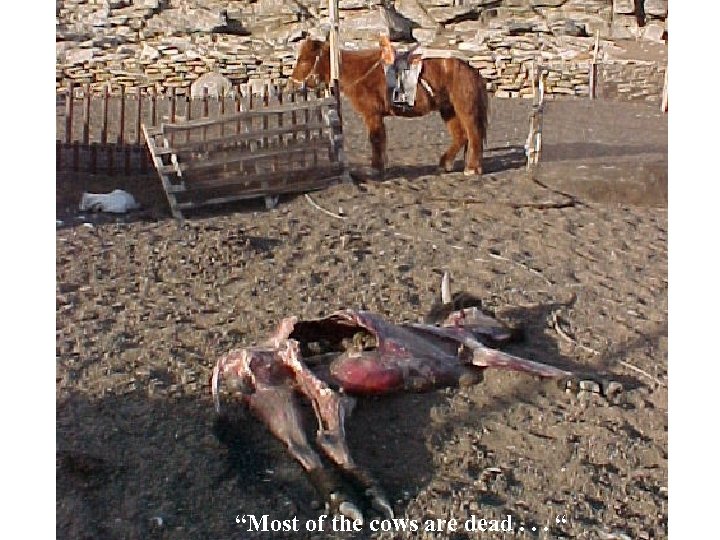 “Most of the cows are dead. . . “ 