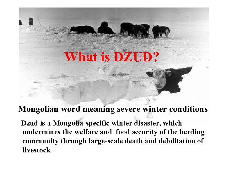 What is DZUD? Mongolian word meaning severe winter conditions Dzud is a Mongolia-specific winter