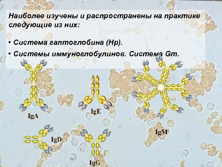 Наиболее изучены и распространены на практике следующие из них: • Система гаптоглобина (Нр). •