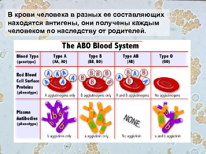 В крови человека в разных ее составляющих находятся антигены, они получены каждым человеком по