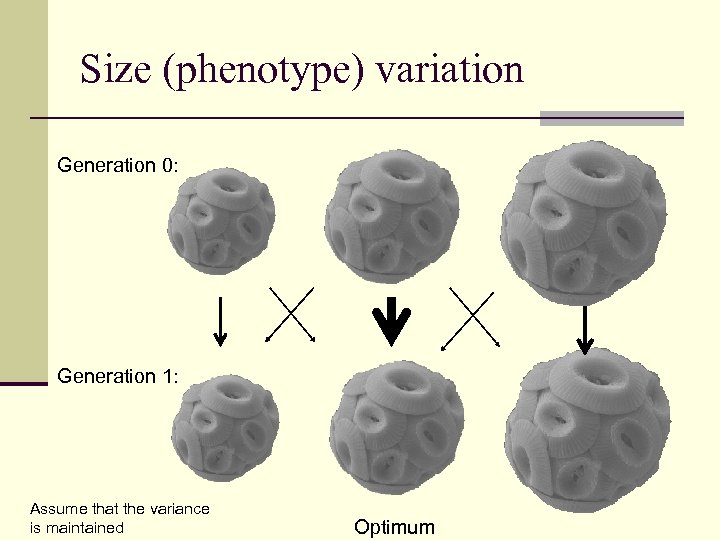 Size (phenotype) variation Generation 0: Generation 1: Assume that the variance is maintained Optimum