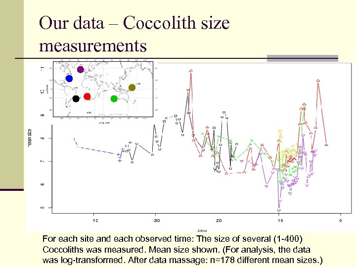 Our data – Coccolith size measurements For each site and each observed time: The