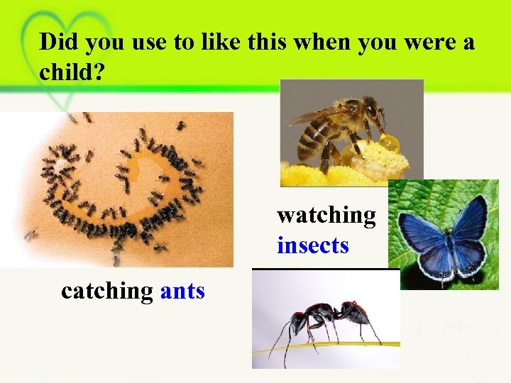 Did you use to like this when you were a child? watching insects catching