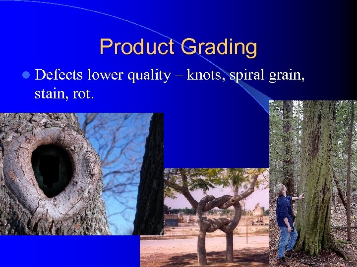 Product Grading l Defects lower quality – knots, spiral grain, stain, rot. 