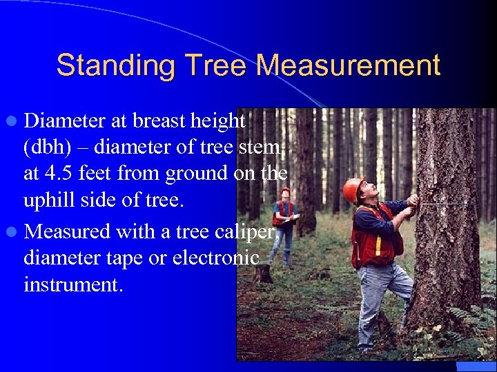 Standing Tree Measurement l Diameter at breast height (dbh) – diameter of tree stem