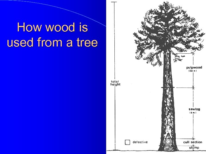 How wood is used from a tree 