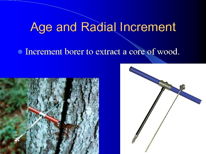 Age and Radial Increment borer to extract a core of wood. 
