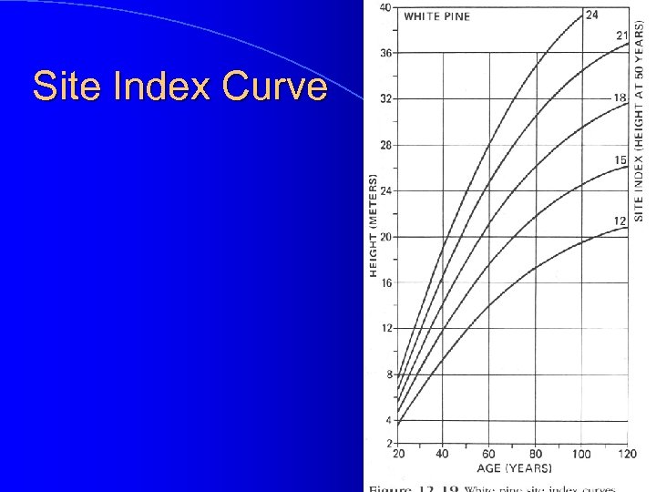 Site Index Curve 