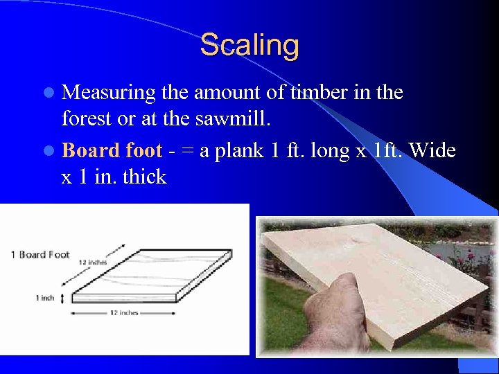 Scaling l Measuring the amount of timber in the forest or at the sawmill.