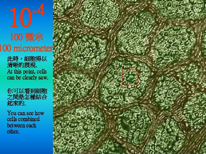 10 -4 100 微米 100 micrometer 此時，細胞得以 清晰的展現. At this point, cells can be