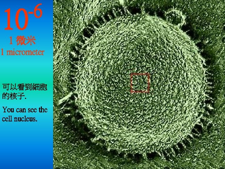 10 -6 1 微米 1 micrometer 可以看到細胞 的核子. You can see the cell nucleus.