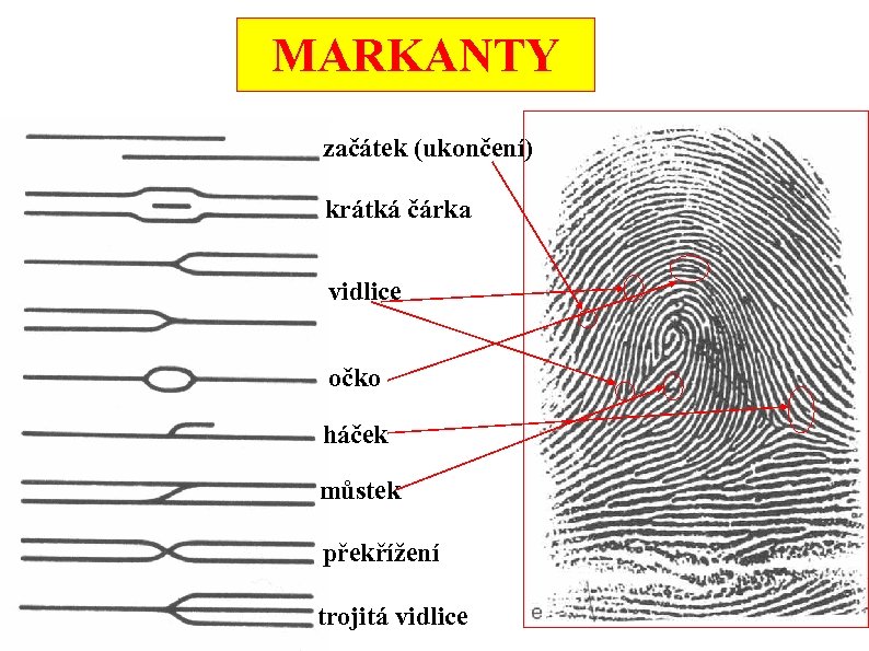 MARKANTY začátek (ukončení) krátká čárka vidlice očko háček můstek překřížení trojitá vidlice 