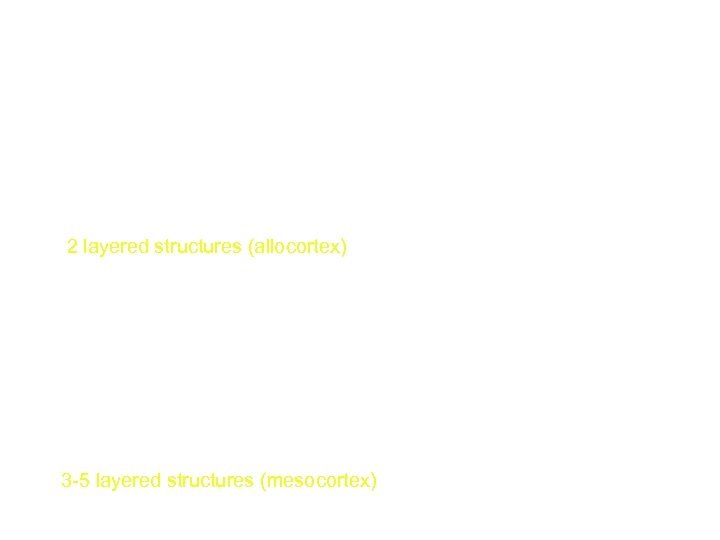 Knownledge of the phylogenesis of the structures Mesiobasal temporal Temporal pole Limbic Amygdala Hippocampus