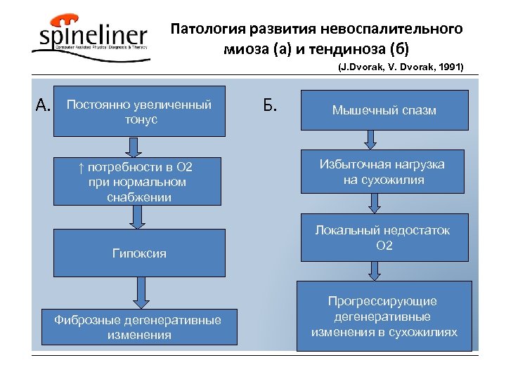 Патология развития невоспалительного миоза (а) и тендиноза (б) (J. Dvorak, V. Dvorak, 1991) А.