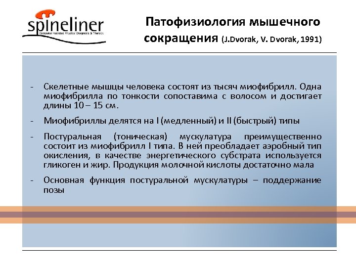 Патофизиология мышечного сокращения (J. Dvorak, V. Dvorak, 1991) - Скелетные мышцы человека состоят из