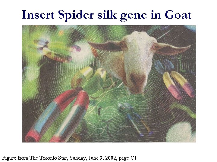 Insert Spider silk gene in Goat Figure from The Toronto Star, Sunday, June 9,