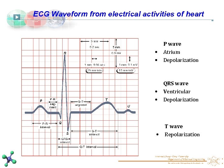 ECG Waveform from electrical activities of heart • • P wave Atrium Depolarization •