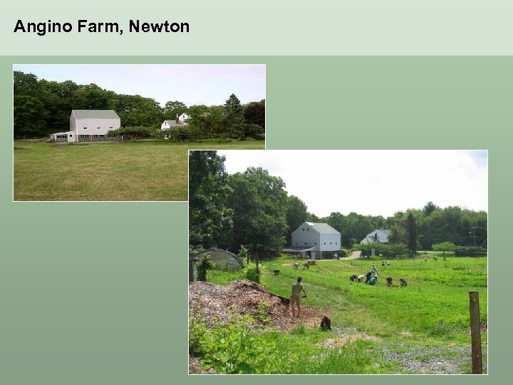 Angino Farm, Newton 