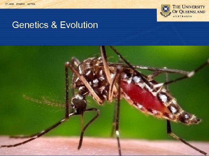 Genetics & Evolution 