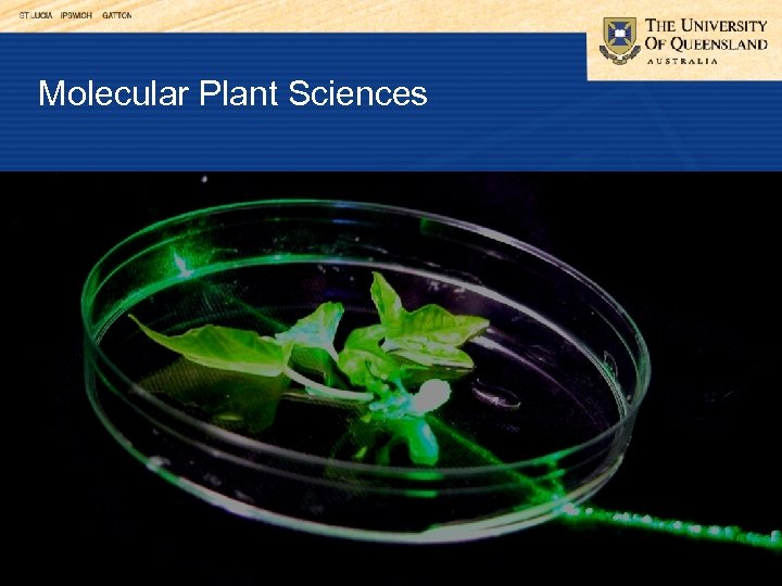 Molecular Plant Sciences 