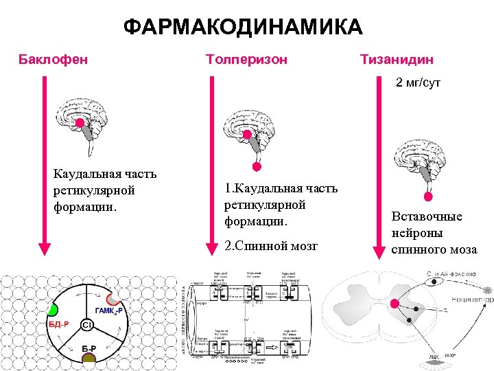 ФАРМАКОДИНАМИКА Баклофен Толперизон Тизанидин 2 мг/сут Каудальная часть ретикулярной формации. 1. Каудальная часть ретикулярной