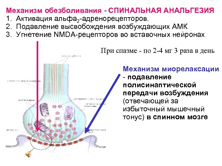 Механизм обезболивания - СПИНАЛЬНАЯ АНАЛЬГЕЗИЯ 1. Активация альфа 2 -адренорецепторов. 2. Подавление высвобождения возбуждающих