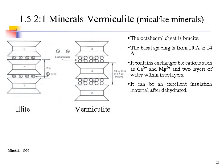 1. 5 2: 1 Minerals-Vermiculite (micalike minerals) • The octahedral sheet is brucite. •