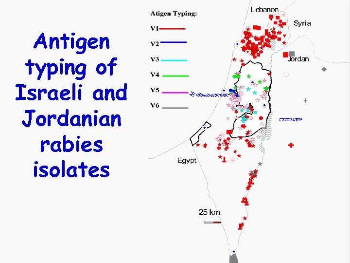 Antigen typing of Israeli and Jordanian rabies isolates 