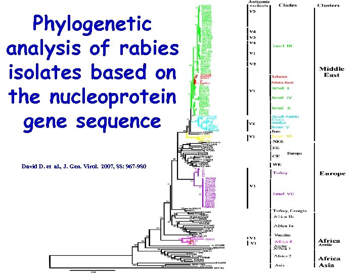 Phylogenetic analysis of rabies isolates based on the nucleoprotein gene sequence David D. et