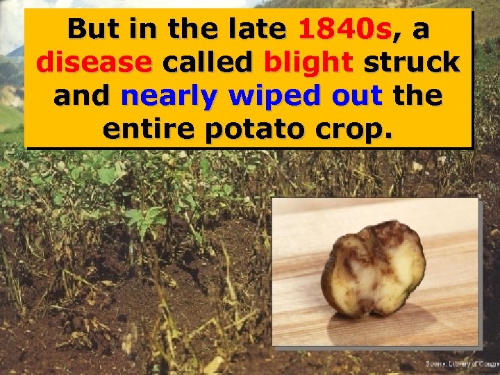 But in the late 1840 s, a disease called blight struck and nearly wiped
