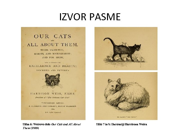 IZVOR PASME Slika 6: Weirovo delo Our Cats and All About Them (1889) Sliki