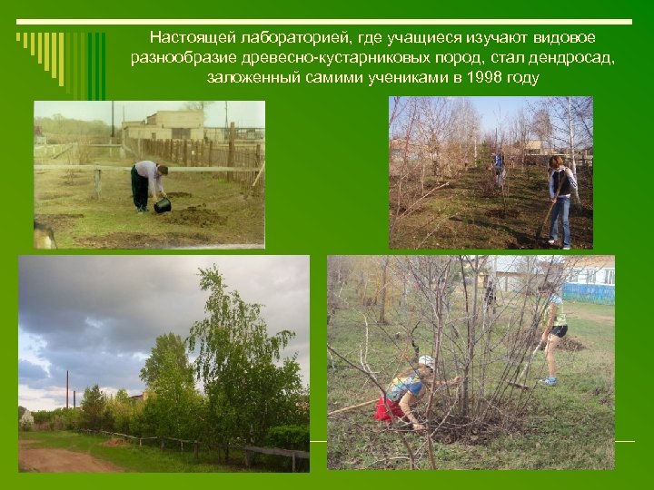 Настоящей лабораторией, где учащиеся изучают видовое разнообразие древесно-кустарниковых пород, стал дендросад, заложенный самими учениками