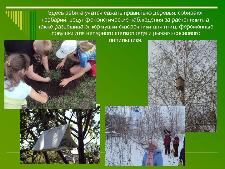 Здесь ребята учатся сажать правильно деревья, собирают гербарий, ведут фенологические наблюдения за растениями, а