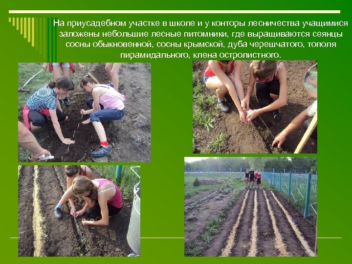 На приусадебном участке в школе и у конторы лесничества учащимися заложены небольшие лесные питомники,