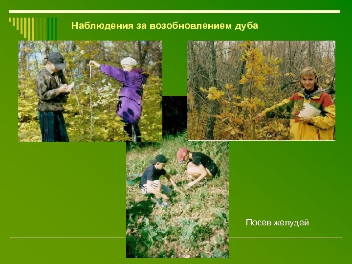 Наблюдения за возобновлением дуба Посев желудей 