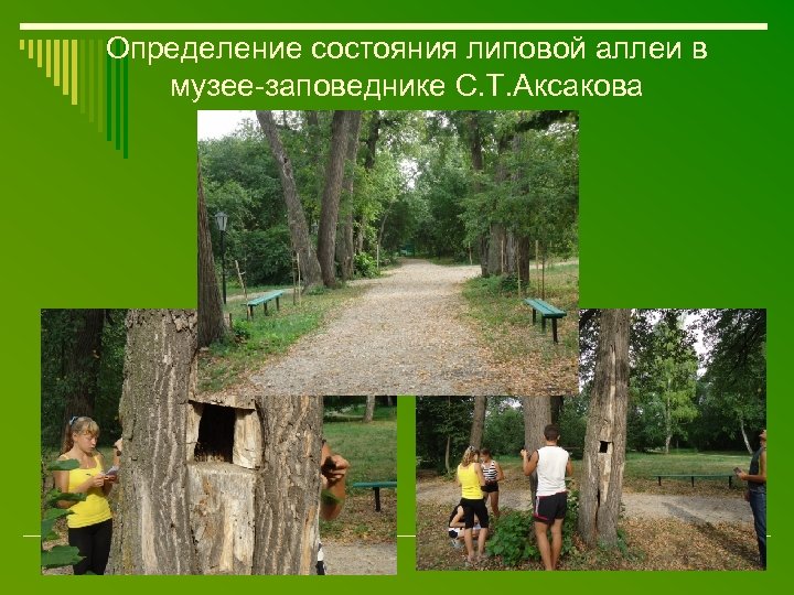 Определение состояния липовой аллеи в музее-заповеднике С. Т. Аксакова 