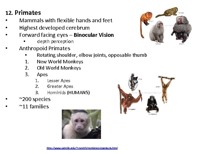 12. Primates • Mammals with flexible hands and feet • Highest developed cerebrum •