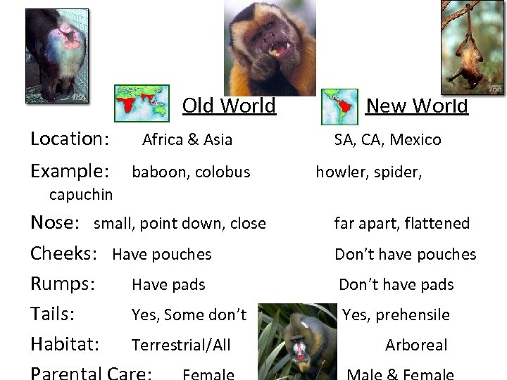 Old World Location: Africa & Asia Example: baboon, colobus New World SA, CA, Mexico