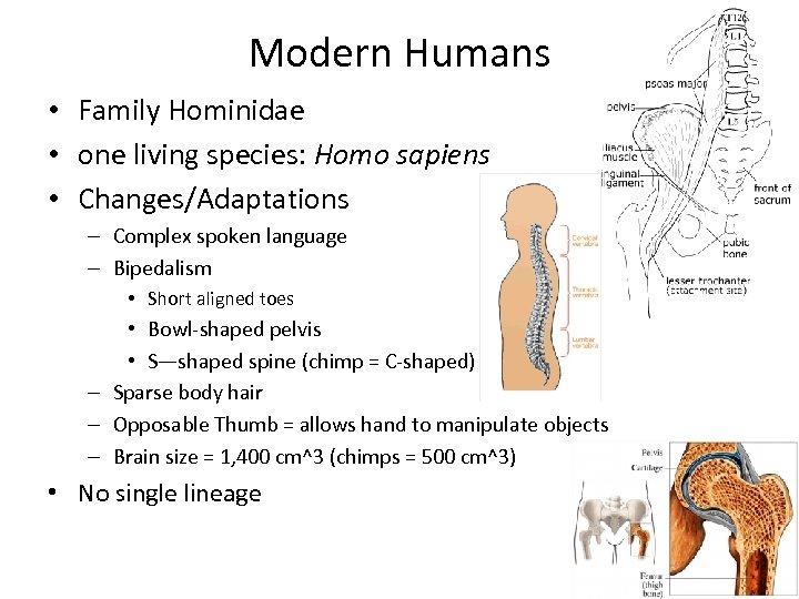 Modern Humans • Family Hominidae • one living species: Homo sapiens • Changes/Adaptations –