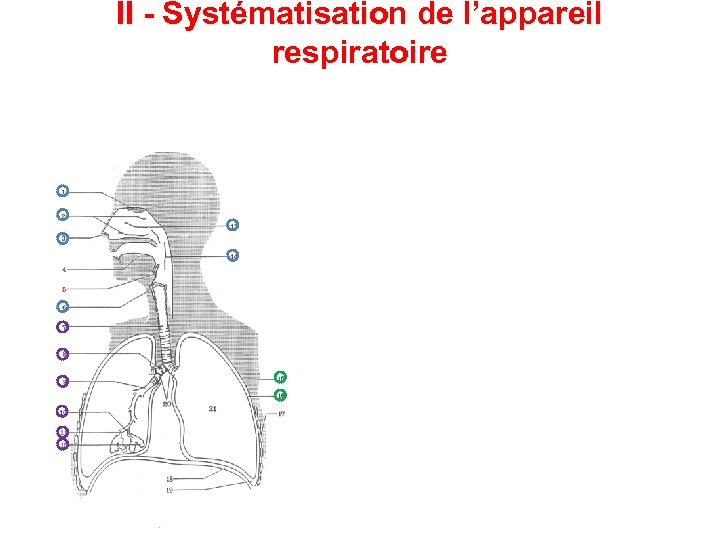 II - Systématisation de l’appareil respiratoire 