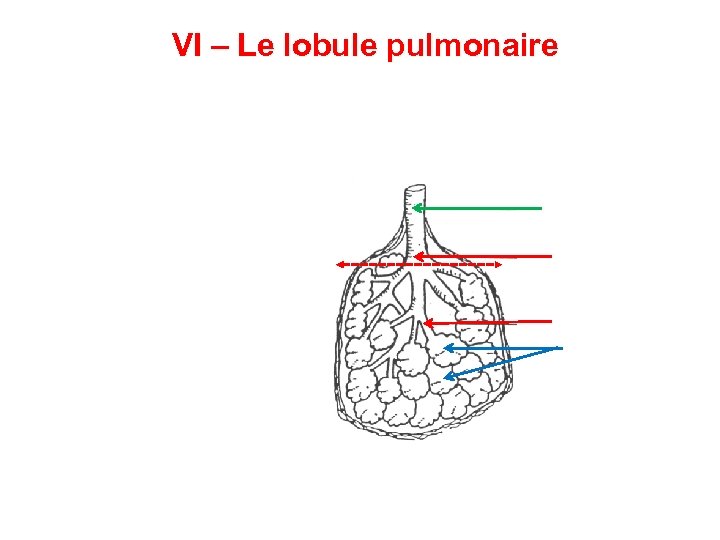 VI – Le lobule pulmonaire 