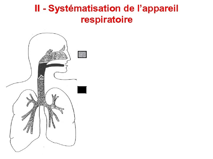 II - Systématisation de l’appareil respiratoire 