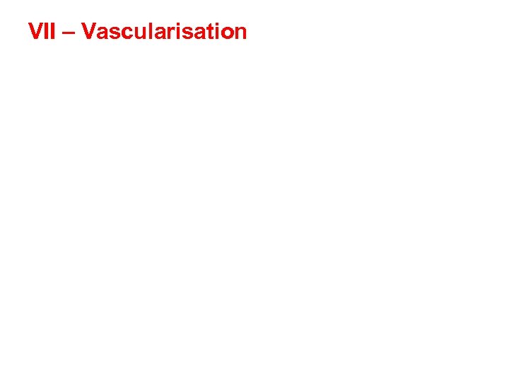 VII – Vascularisation 