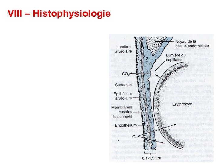 VIII – Histophysiologie 